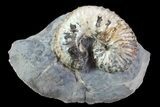 Unusual Heteromorph Ammonite (Scaphites) Fossil - Kansas #93748-1